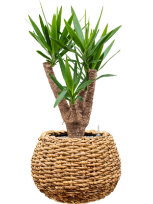 Yucca elephantipes en Drypot Abaca