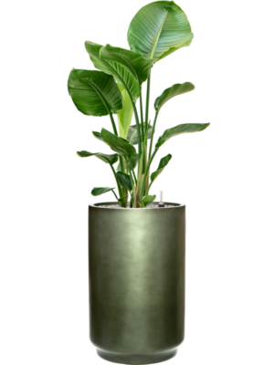 Strelitzia nicolai en Baq Gradient