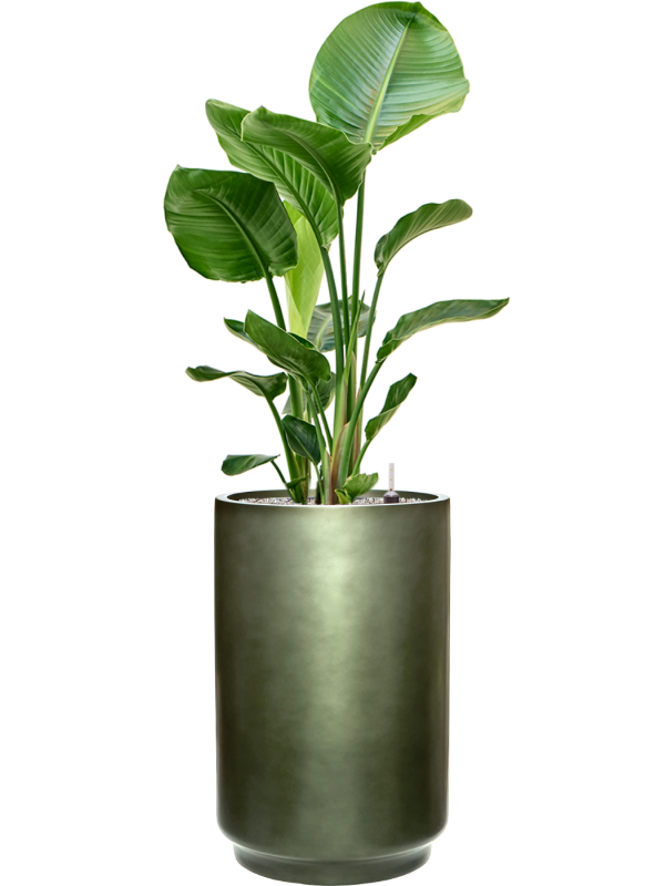 Strelitzia nicolai en Baq Gradient