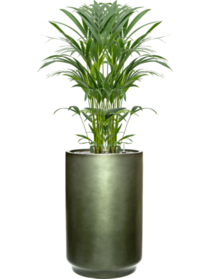 Kentia (Howea) forsteriana en Baq Gradient