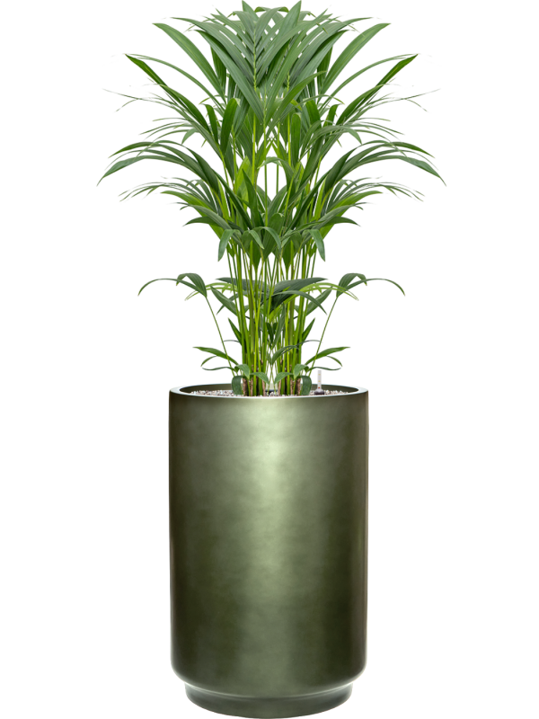 Kentia (Howea) forsteriana en Baq Gradient