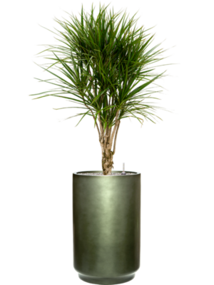 Dracaena marginata en Baq Gradient