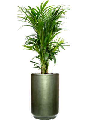 Kentia (Howea) forsteriana en Baq Gradient