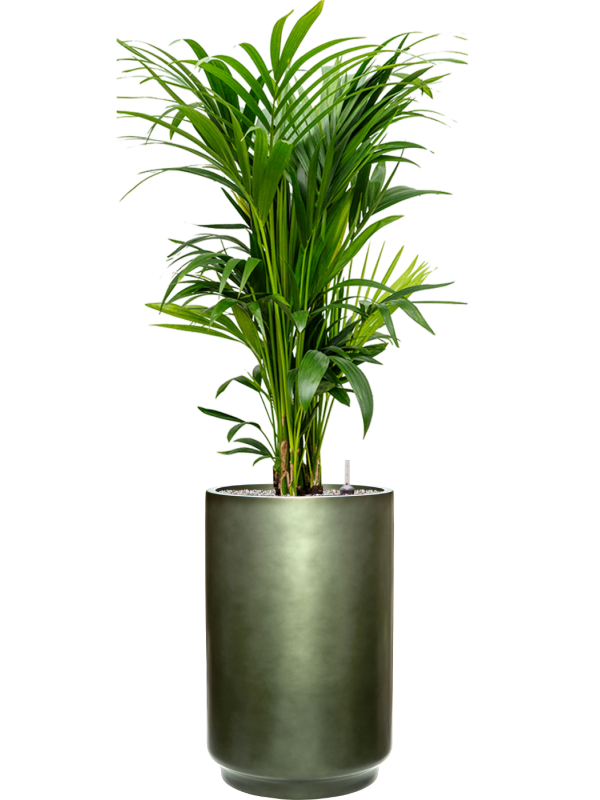 Kentia (Howea) forsteriana en Baq Gradient