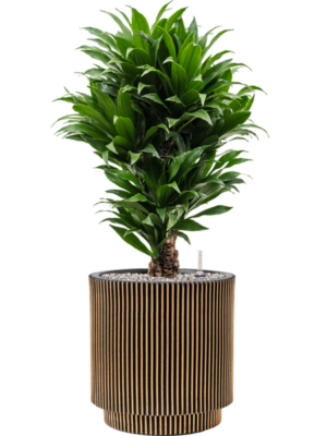 Dracaena fragrans 'Compacta' en Capi Nature Groove NL