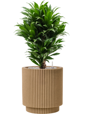 Dracaena fragrans 'Compacta' en Capi Nature Groove NL