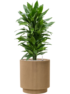 tDracaena fragrans 'Janet Lind' en Capi Nature Groove NL