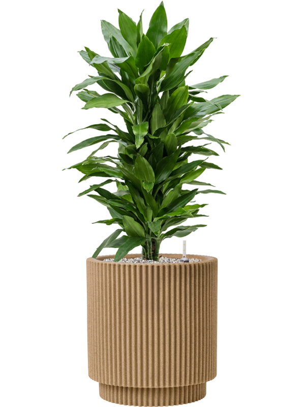 tDracaena fragrans 'Janet Lind' en Capi Nature Groove NL