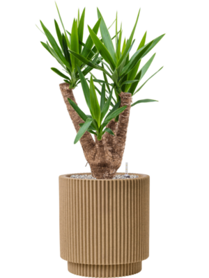 Yucca elephantipes en Capi Nature Groove NL