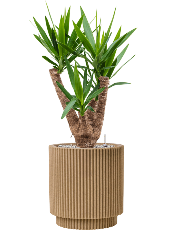 Yucca elephantipes en Capi Nature Groove NL
