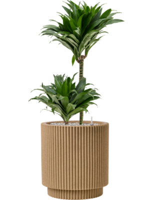 Dracaena fragrans 'Compacta' en Capi Nature Groove NL