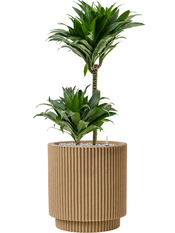 Dracaena fragrans 'Compacta' en Capi Nature Groove NL