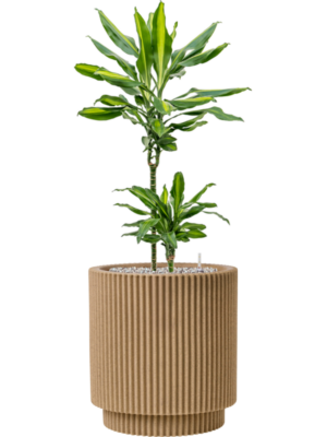 Dracaena fragrans 'Cintho'' en Capi Nature Groove NL