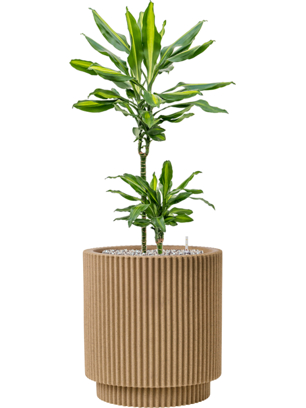 Dracaena fragrans 'Cintho'' en Capi Nature Groove NL