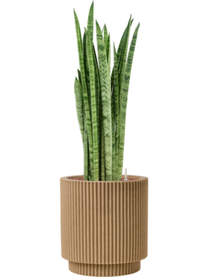 Sansevieria zeylanica 'Narrow' en Capi Nature Groove NL