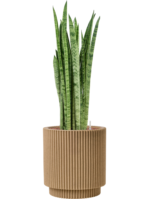 Sansevieria zeylanica 'Narrow' en Capi Nature Groove NL
