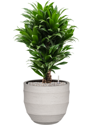 Dracaena fragrans 'Compacta' en Bordo
