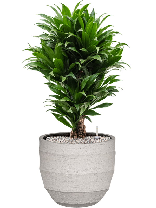 Dracaena fragrans 'Compacta' en Bordo, Luca Lifestyle