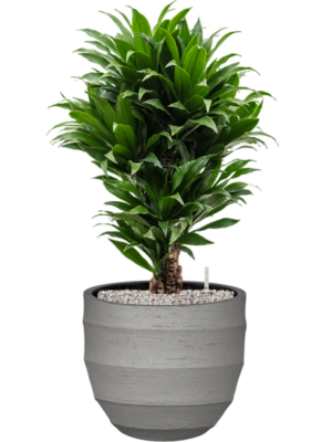 Dracaena fragrans 'Compacta' en Bordo