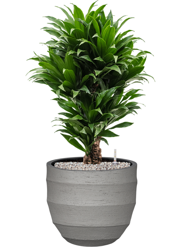 Dracaena fragrans 'Compacta' en Bordo, Luca Lifestyle