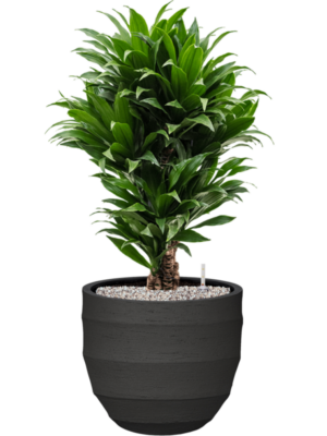 Dracaena fragrans 'Compacta' en Bordo