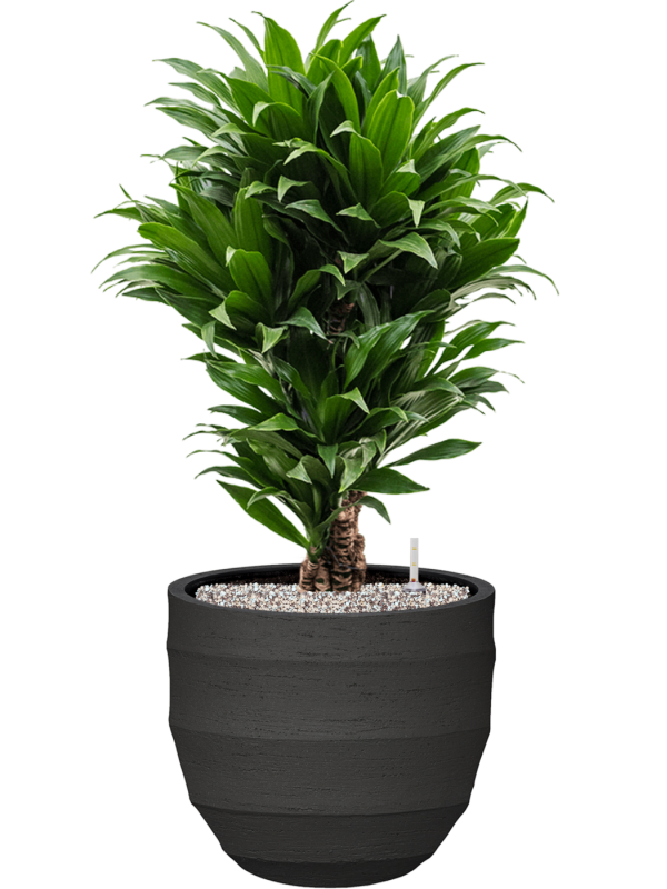 Dracaena fragrans 'Compacta' en Bordo, Luca Lifestyle