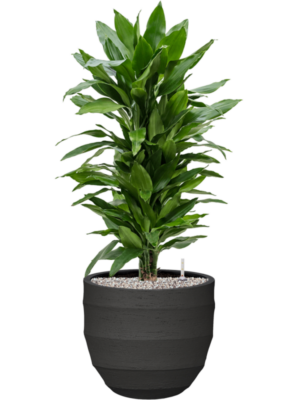 tDracaena fragrans 'Janet Lind' en Bordo