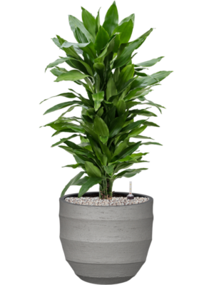 tDracaena fragrans 'Janet Lind' en Bordo