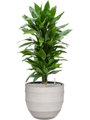tDracaena fragrans 'Janet Lind' en Bordo