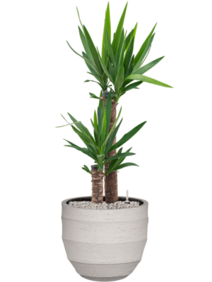 Yucca elephantipes en Bordo