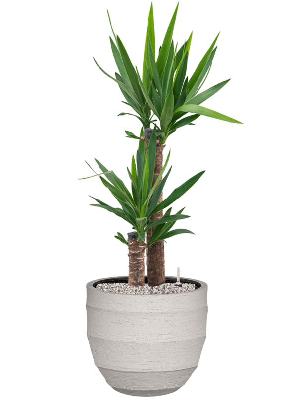 Yucca elephantipes en Bordo, Luca Lifestyle