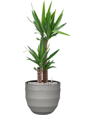Yucca elephantipes en Bordo