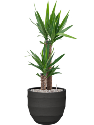 Yucca elephantipes en Bordo