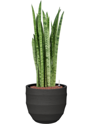 Sansevieria zeylanica 'Narrow' en Bordo