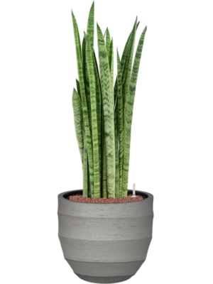 Sansevieria zeylanica 'Narrow' en Bordo
