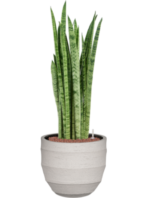 Sansevieria zeylanica 'Narrow' en Bordo