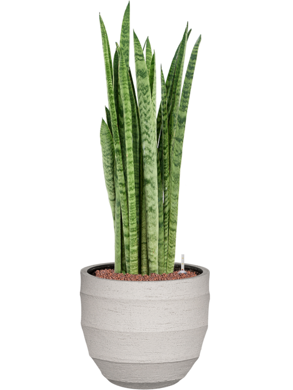 Sansevieria zeylanica 'Narrow' en Bordo, Luca Lifestyle