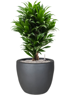 Dracaena fragrans 'Compacta' en Plain