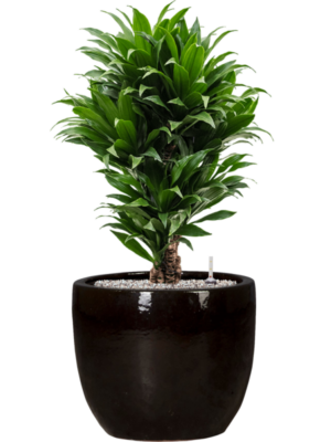 Dracaena fragrans 'Compacta' en Plain