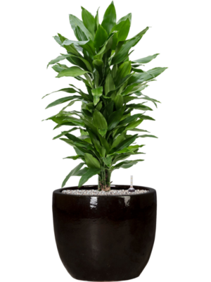 tDracaena fragrans 'Janet Lind' en Plain