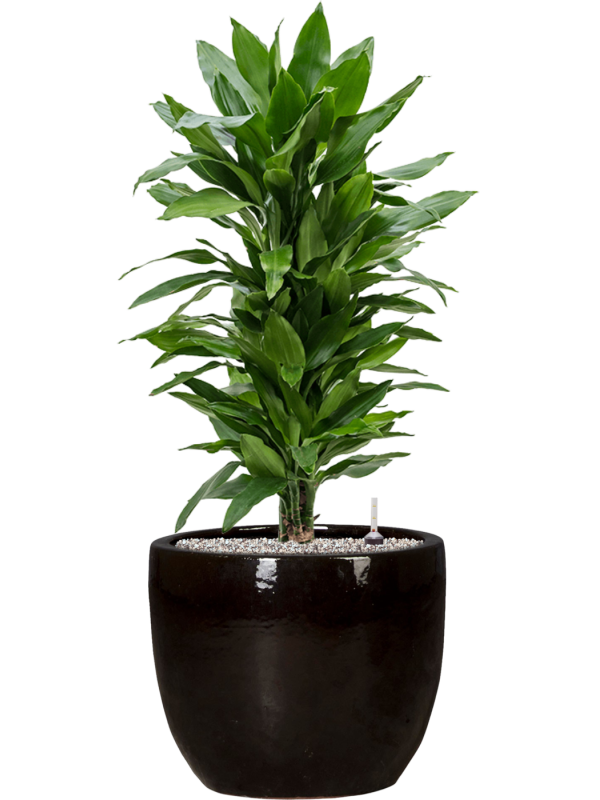 tDracaena fragrans 'Janet Lind' en Plain, Private label