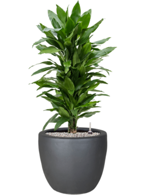 tDracaena fragrans 'Janet Lind' en Plain