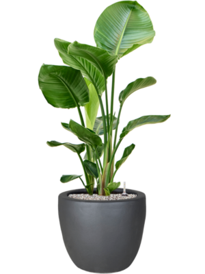 Strelitzia nicolai en Plain