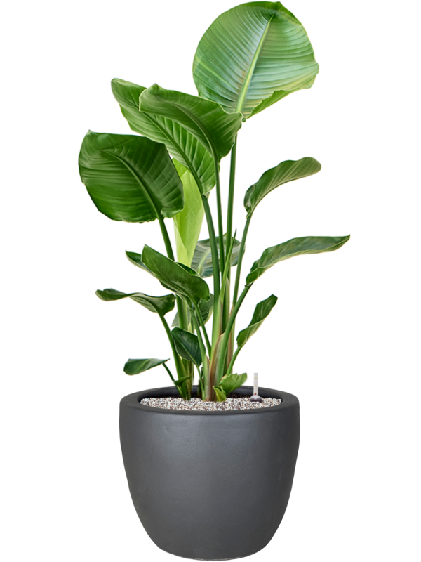 Strelitzia nicolai en Plain, Private label