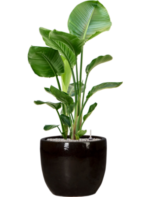 Strelitzia nicolai en Plain