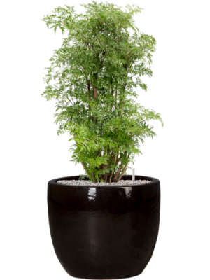 Aralia (Polyscias) 'Ming' en Plain