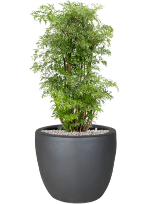Aralia (Polyscias) 'Ming' en Plain
