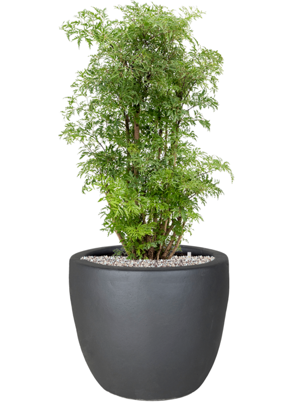 Aralia (Polyscias) 'Ming' en Plain, Private label