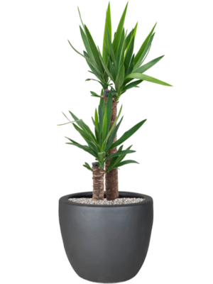 Yucca elephantipes en Plain