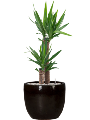 Yucca elephantipes en Plain